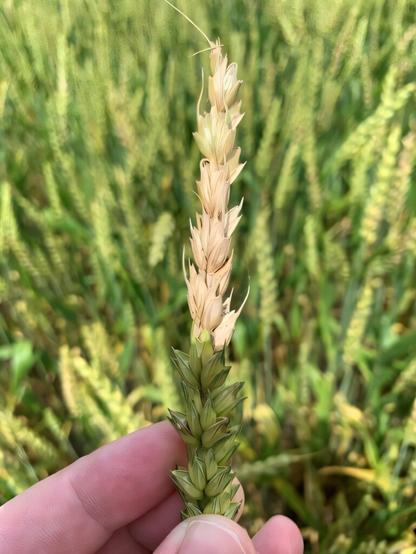 Discovery may flip the genetic script on fungal threat in wheat