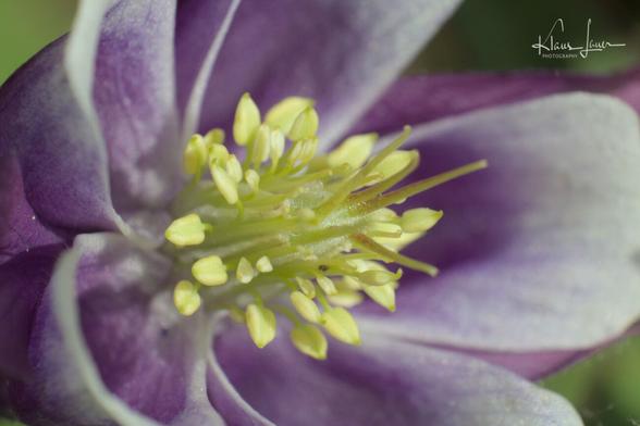 Auf dem Foto sieht man die Blüte einer Akelei ganz nah.