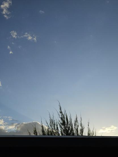 The image is an outdoor shot looking up towards a predominantly clear, light blue sky that takes up the majority of the frame. In the lower portion, the dark silhouette of the top of a wall or roofline runs horizontally across the bottom quarter of the image. Peeking above this dark line are the wispy, dark green tops of pine-like foliage, resembling thin, upward-reaching branches.
Towards the lower left, a patch of white and greyish clouds is visible, with faint rays of light appearing to emanate from behind them, suggesting the sun is low or partially obscured. A few small, scattered white clouds are also visible in the upper left quadrant of the expansive blue sky. The overall impression is one of a calm, daytime sky with some greenery in the foreground.