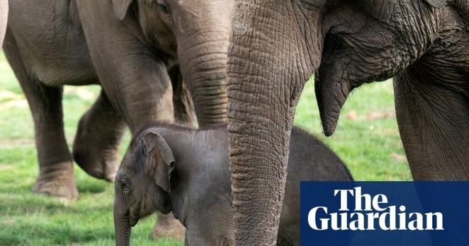 Zoo welfare standards for Britain get first update since 2012 | Environment