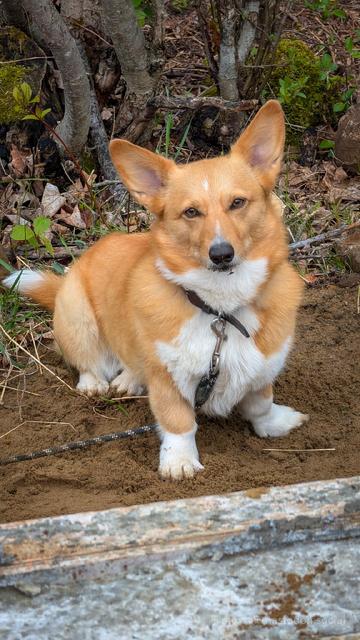 Moxxi the corgi is sitting in the sand behind a slab of concrete. Her mouth and nose are full of sand. She's squinting at the camera.