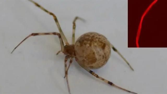 The World's First Genetically Modified Spider Spins Glowing Red Silk