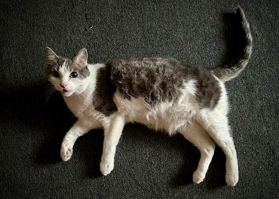 A grey and white cat looking at the camera while resting on his side on the floor
