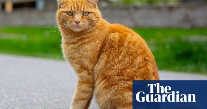 Scientists solve the mystery of ginger cats – helped by hundreds of cat owners | US news