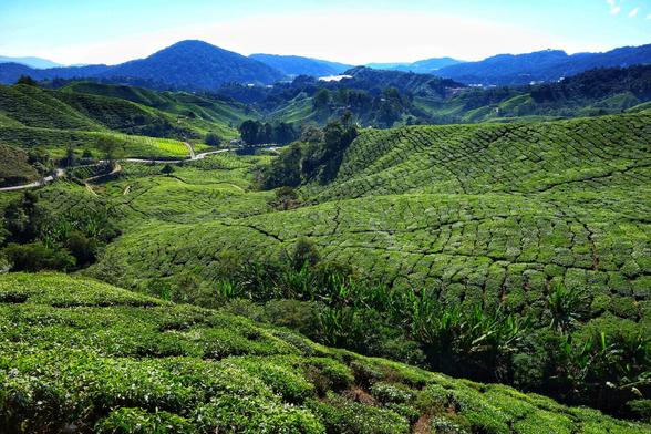 A wide, high-angle shot showcases a vast, undulating landscape covered in neatly planted rows of vibrant green tea bushes. The terraced cultivation follows the contours of the rolling hills, creating a textured, carpet-like effect. In the mid-distance, more hills rise, eventually meeting a hazy blue mountain range under a clear, bright blue sky. A winding road cuts through the tea plantations in the middle ground. Some taller trees and natural vegetation are interspersed amongst the cultivated areas.