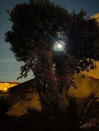 A imagem mostra uma noite de lua cheia num cenário urbano. Em primeiro plano, em contra-luz, uma árvore com dois grossos ramos a divergir de um tronco central cujas folhas e galhos criam uma silhueta escura contra um céu nocturno azulado pelo luar e iluminação pública. A lua está visível através de um pequeno espaço de céu, entre os dois ramos, emitindo uma luz suave que ilumina a cena. A árvore está coberta por trepadeiras que criam a ilusão de uma auréola de folhas em torno da lua e junto a um edifício com telhado de telha parcialmente  iluminado pela luz amarelada de um candeeiro que não é visível. Ao fundo vê-se a parte superior de um edifício habitacional de vários andares com duas janelas brilhantemente iluminadas.