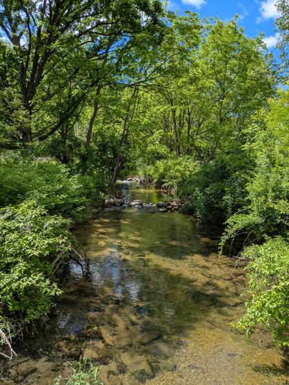Photo: Sunlight shines on the trees and the surface of a shallow stream that runs through the woods. The sky is blue, with a few white clouds showing.