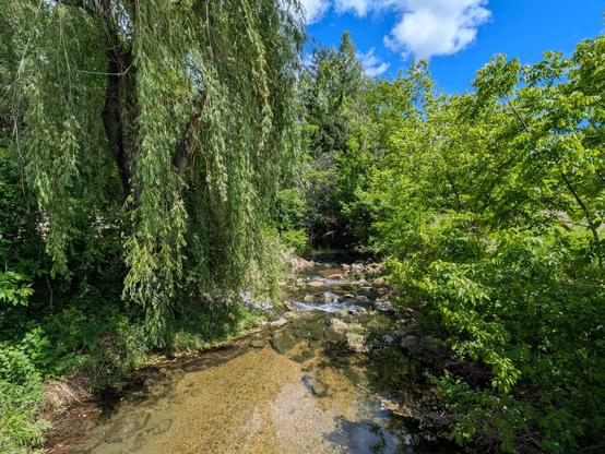 Photo: Sunlight shines on the trees and the surface of a shallow stream that runs through the woods. In the distance the creek runs over a few vwey shallow drops, so the water is white and airy there. A large weeping willow covers the left bank of the creek in the foreground. The sky is blue, with a few white clouds showing.