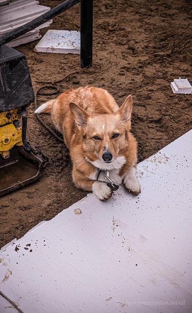Moxxi is resting on top of sand and a white insulation board. She's looking pretty peaceful but also dirty.
