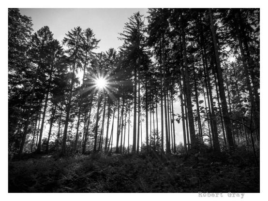 Black and white photo of a forest with a sunburst through tall trees
