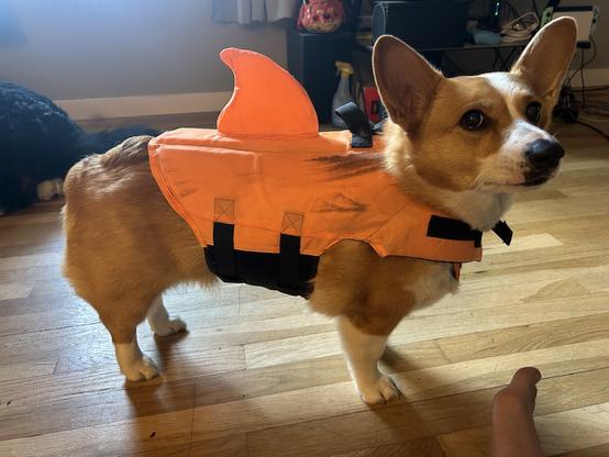 A red and white corgi standing on a wooden floor. She standing and looking a little upset as she wears a bright orange life vest with a shark fin on it.