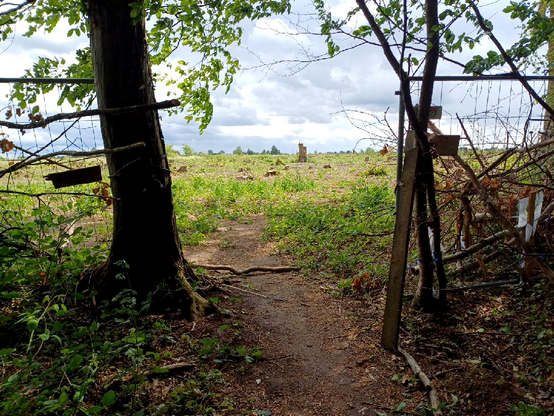 Blick aus dem besetzten Manheimer Erbwald in Richtung der von RWE abgeholzten Bäume, links und rechts stehen improvisierte Barrikaden aus Bauzäunen und Holzstämmen