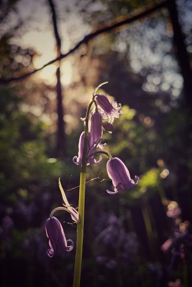 A close-up shot of several purple bluebell flowers, backlit by a soft, bright light from behind, likely the sun. The background is a blurred forest scene with trees and other foliage. A delicate spiderweb is visible on one of the flower stems.