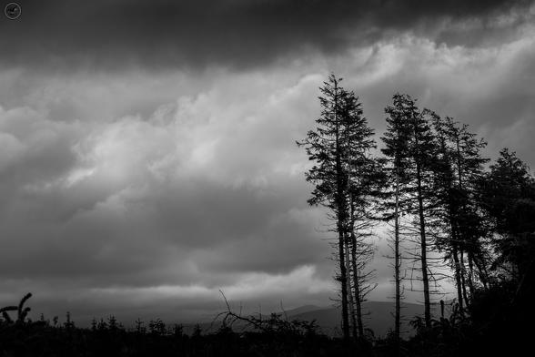 Monochrome shot of battered tall trees on edge of felled area in forestry area, storm clouds across the skyline
