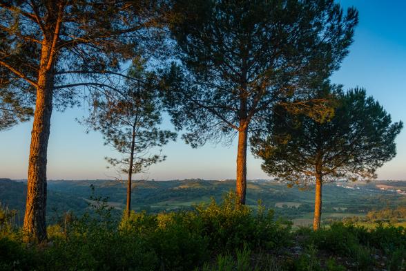 pine trees on a hilltop being lit by the rising sun over looking a valley with a small village in the distance