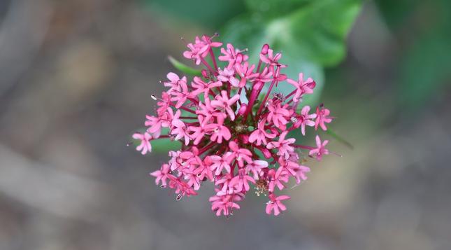 A flower head of lots of tiny pink flowers.