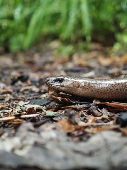 Macro shot of a slow worm on a gravely forest path.