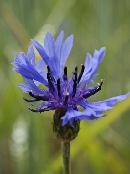 Macro shot of a cornflower.
