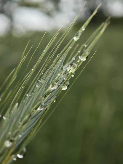 Macro shot of a wet spica.