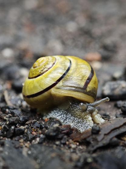 Macro shot of a snail with a yellow-ish shell, with a dark brown / black stripe on it.