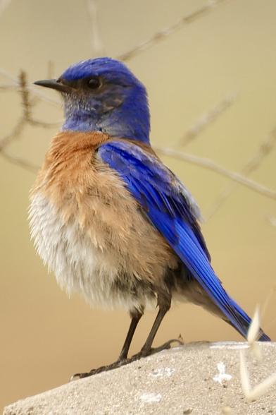 blue, rust and cream bird stares out the edge of the frame.
