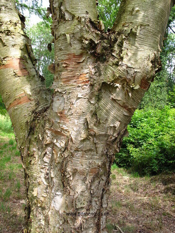 Photo of treespecies Betula ermanii : Category is boom-tree-baum-arbre-arbol