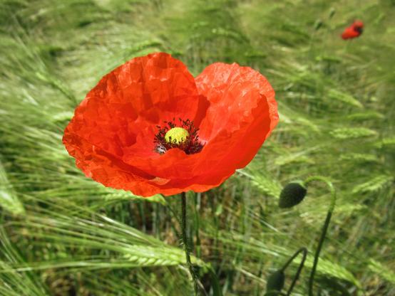 Mohnblume von oben vor Getreide