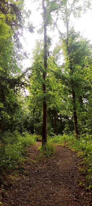 Chemin forestier étroit recouvert d’écorces, serpentant au pied de grands arbres feuillus. La lumière filtre à travers le feuillage dense, créant une atmosphère paisible et légèrement féérique.