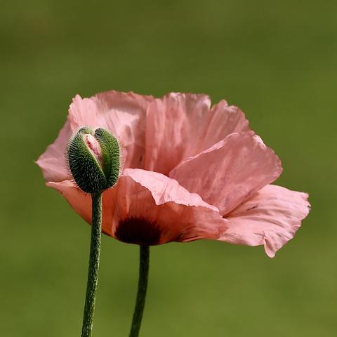 Photo of two pinkish Poppies. One open and the other about to open.