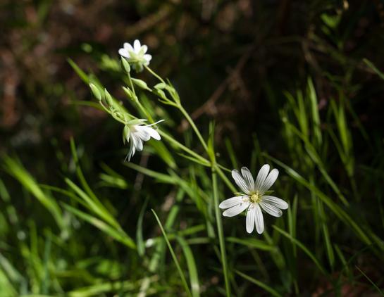 A sunlit starry white flower with 5 divided petals and rather straggly stems with long narrow leaves, all set against a dark background.