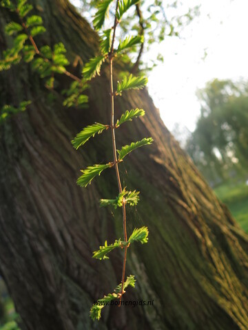 blad-leaf-blatt-feuille-hoja