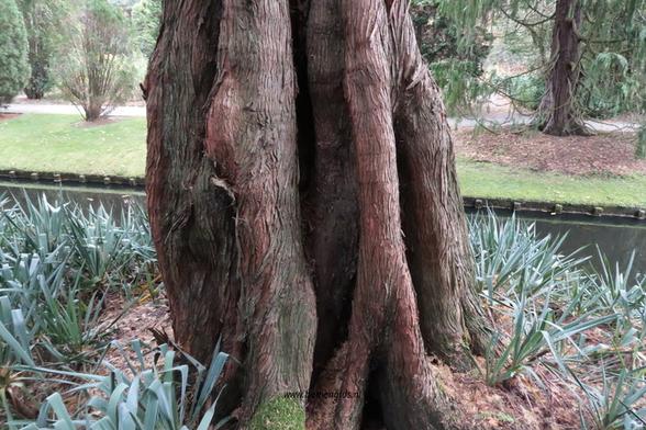 bast-bark-rinde-ecorse-corteza