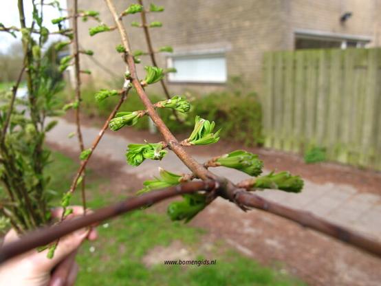 lente-spring-fruhling-printemps-primavera