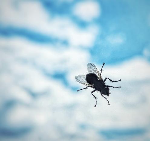 The image shows a close-up of a fly, possibly a housefly, against a bright, cloudy sky. The fly is silhouetted, its dark body and delicate, translucent wings clearly visible. It appears to be resting on a glass surface, with the sky forming a blurred backdrop of blue and white. The focus is sharp on the fly, highlighting its small, intricate features.