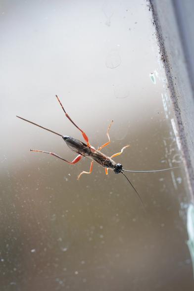 Slender, glossy black wasp with orange legs on a pane of glass in an old window, with an out-of-focus green background.