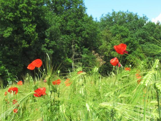Eine Reihe Mohnblumen in einem Getreidefeld. Dahinter Bäume, blauer Himmel.