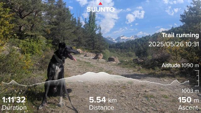 Paddy the Irish mutt sitting on a gravel road. Behind him there's a gap in the trees and you can see the snow capped Pyrenees mountains. My running stats imposed on the top