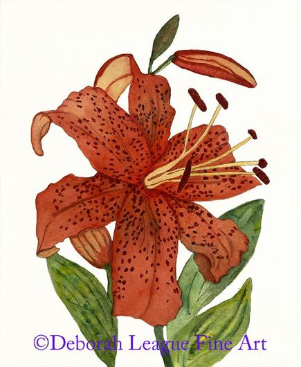 Featuring rich orange petals speckled with deep red spots, this hand-painted botanical illustration captures the delicate beauty and bold character of the tiger lily. Perfect for floral art lovers, garden enthusiasts, or anyone looking to add a touch of natural beauty to their home decor. Ideal for framing, this fine art print makes a thoughtful gift and a charming addition to any wall gallery.