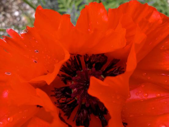 rote Mohnblüte in extremer Nahaufnahme