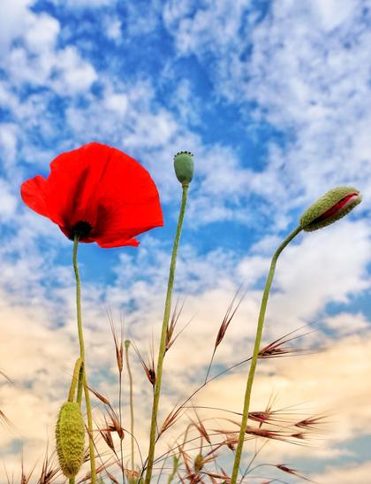 A low-angle shot shows three poppies in different stages of bloom against a partly cloudy blue sky. On the left, a vibrant red poppy flower is in full bloom, its delicate petals open wide. In the centre, a green seed pod stands upright. To the right, a poppy bud is beginning to open, showing a hint of red petal. The poppies stand on slender green stems amidst dry grasses and seed heads. The sky transitions from a pale golden hue near the horizon to a bright blue dotted with fluffy white clouds above.