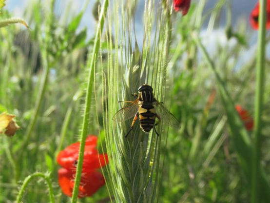Eine Sumpfschwebfliege an Getreide, einzelne Mohnblüten