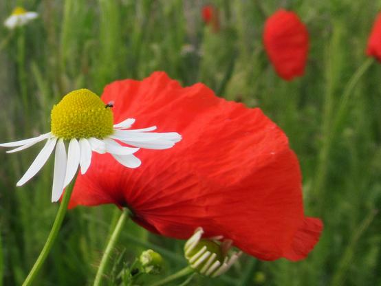 Ein winziges Insekt an einer Kamillenblüte, dahinter eine Mohnblume