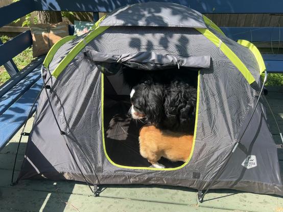 A Bernese and corgi walking around inside of a small grey tent with lime green accents. It’s sitting on a green deck with blue benches.