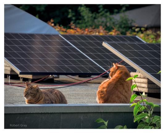 Two cats bask in the sun on a garage roof, with inclined solar panels and greenery in the background.