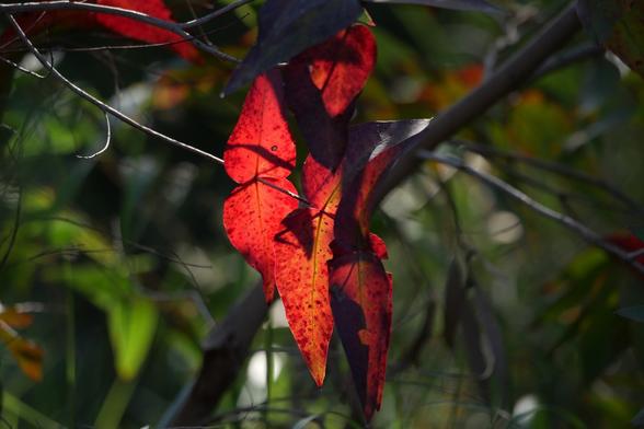 Au centre de la photo, au moins quatre feuilles d’eucalyptus d’un beau rouge orangé reposent sur une branche fine. Les rayons du soleil les traversent et font ressortir leur couleur qui tranche avec la verdure environnante.