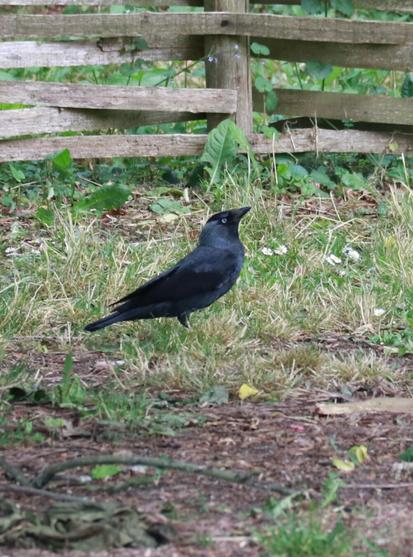 Choucas des tours (Jackdaw in English) - Corvus monedula