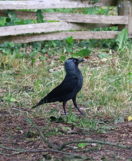 Choucas des tours (Jackdaw in English) - Corvus monedula