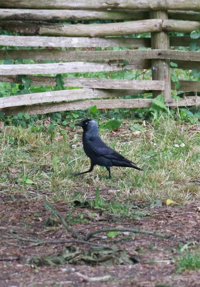 Choucas des tours (Jackdaw in English) - Corvus monedula