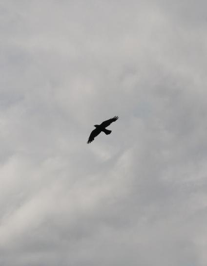Choucas des tours (Jackdaw in English) - Corvus monedula