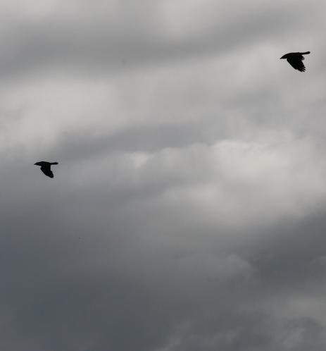 Choucas des tours (Jackdaw in English) - Corvus monedula